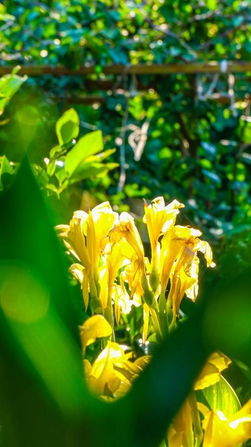 Lemon Garden Lodge Çıralı Zewnętrze zdjęcie
