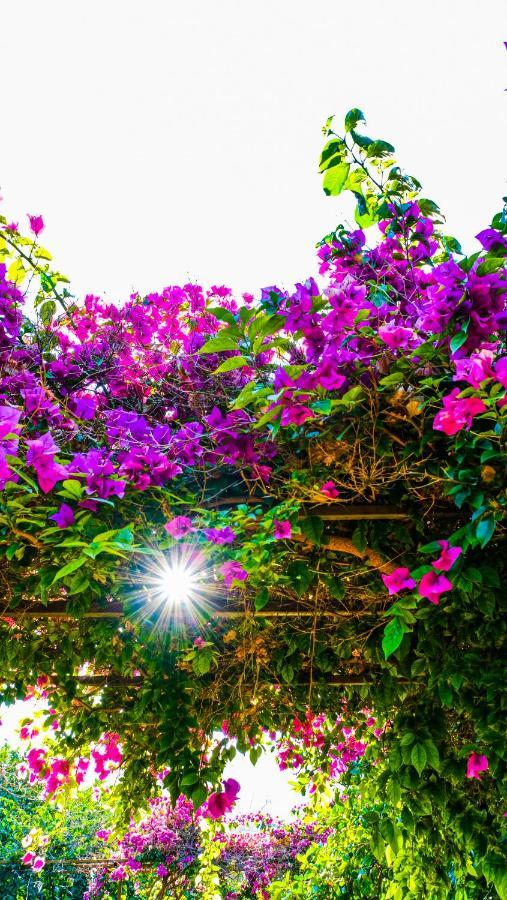 Lemon Garden Lodge Çıralı Zewnętrze zdjęcie