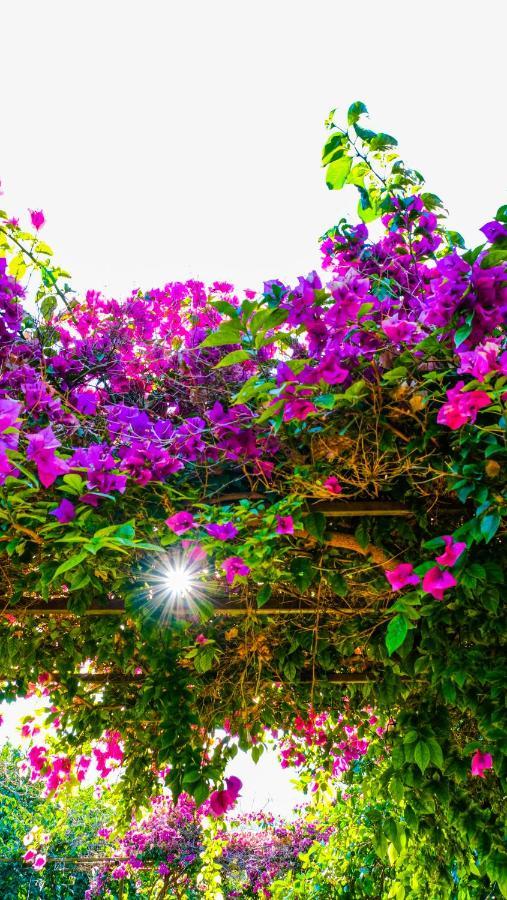 Lemon Garden Lodge Çıralı Zewnętrze zdjęcie