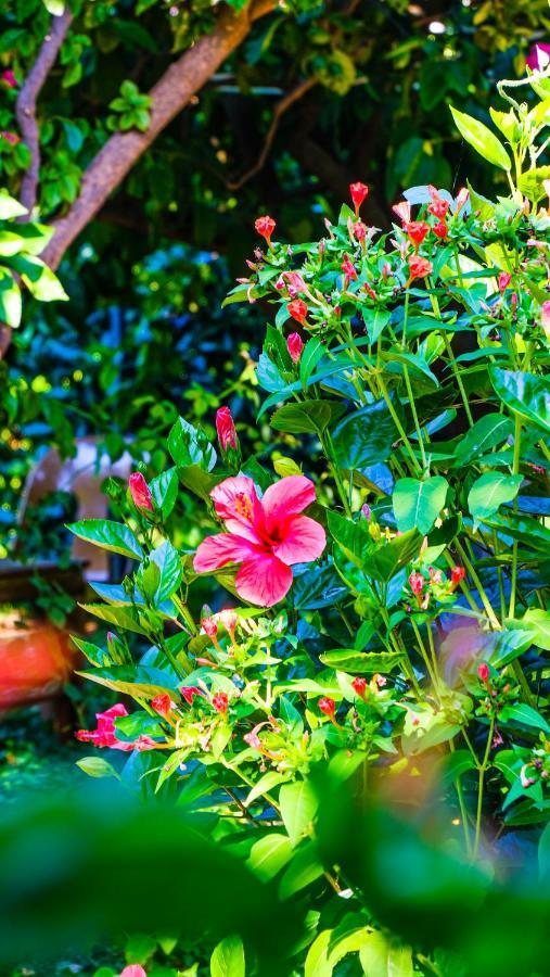 Lemon Garden Lodge Çıralı Zewnętrze zdjęcie